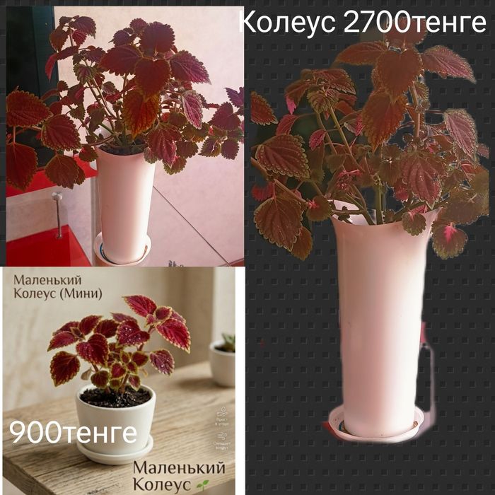 Комнатные цветы в горшках