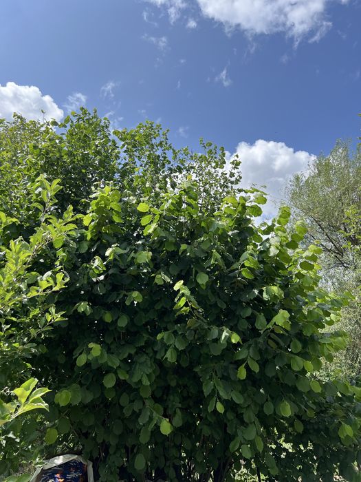 Продам дачу на берегу реки Деркул