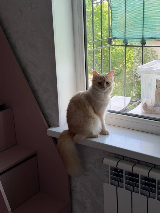 Отдаётся 8-месячная кошка. Бесплатно