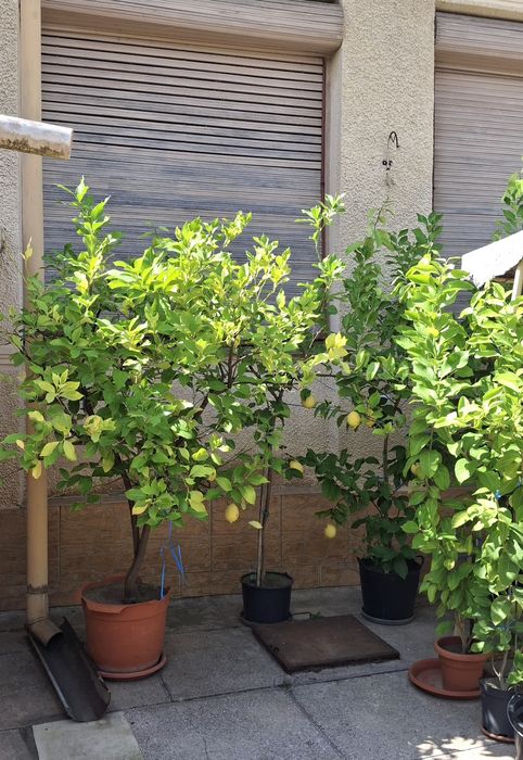 Pomi fructiferi de lămâi roditori