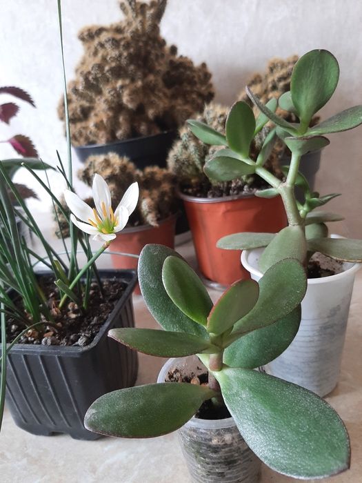 Комнатные цветочки