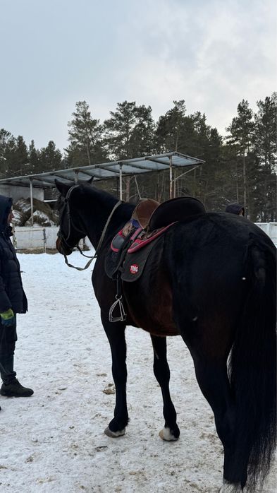 Продам жеребца 7 лет