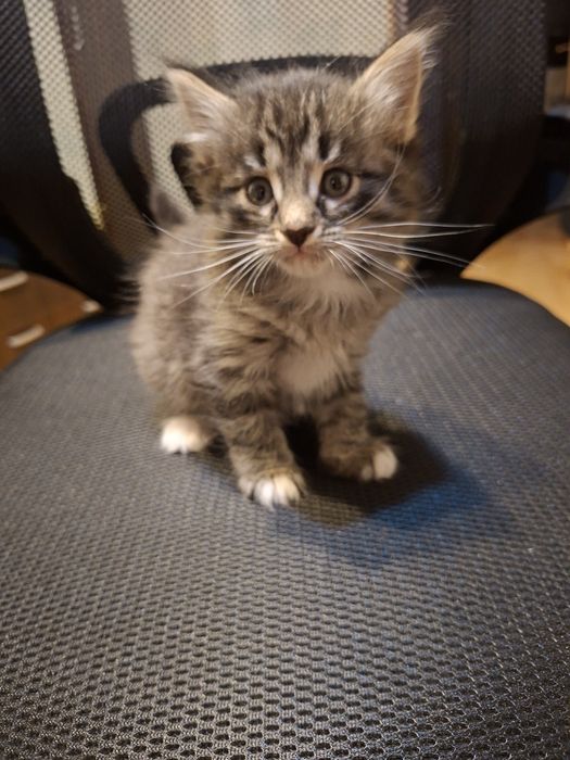 Отдаем котят 3 мальчика 1 девочка