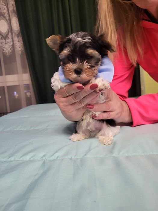 Йорки бебе йоркширски териер момче