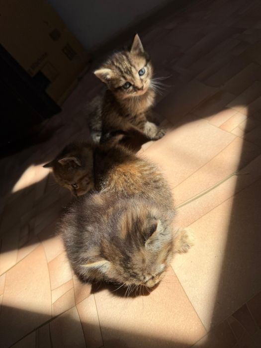 Отдам котят в добрые руки