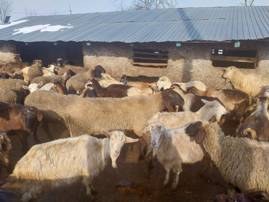 Berbec de vânzare în vârstă de 2 ani jumate