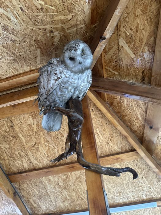 Продам орел сава