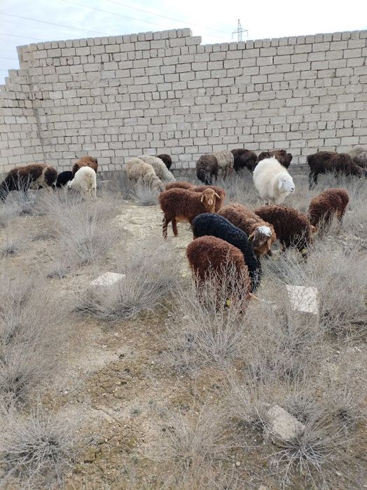 Козылар бар сатылады