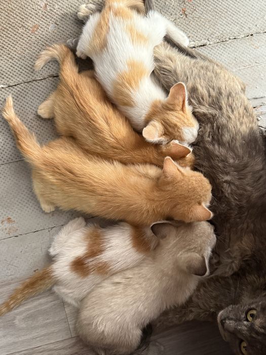 Отдам котят бесплатно