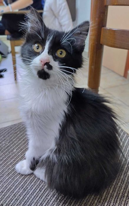 Подарявам шест прекрасни котета