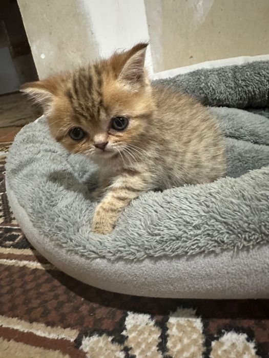 Котята Британцы