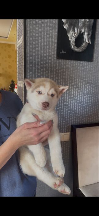 Красотка хаски голубоглазка