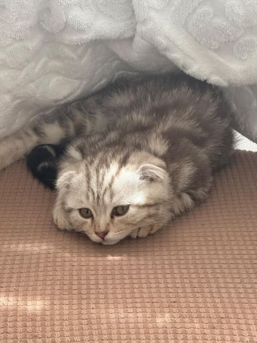 Шотландское кошка