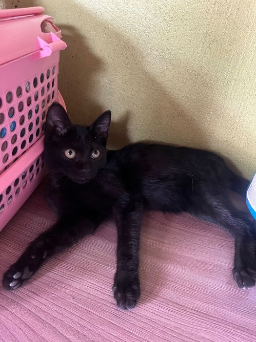 Отдам котенка в хорошие руки