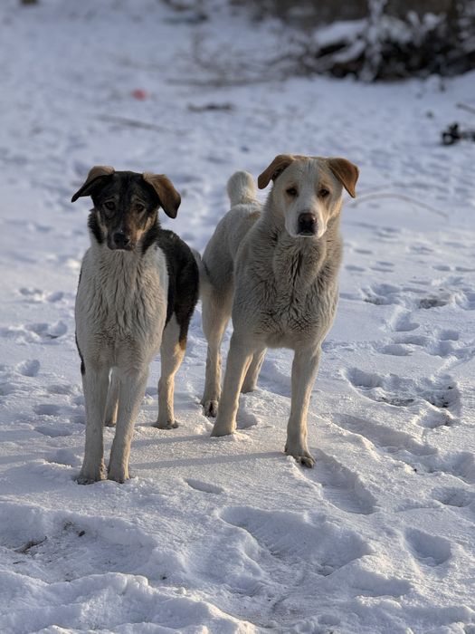 Собака ищет хозяев