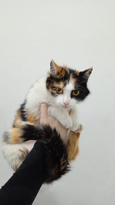 Отдам даром кошек