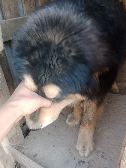 Тибетский мастиф