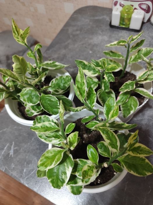 Продам педилантус