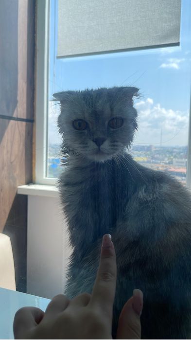 Кошка Шотландская вислоу