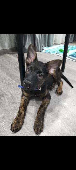 Малинуа. Тем, кому есть чем кормиить