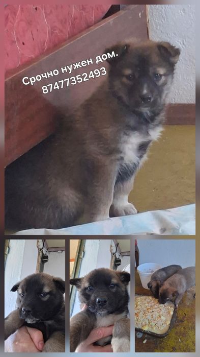 Малышам срочно нужен дом