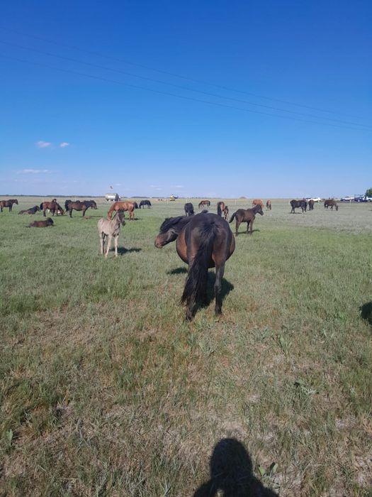 Продается кобыла с жеребенком