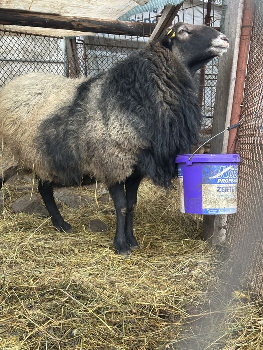 De vanzare !!!Romanov