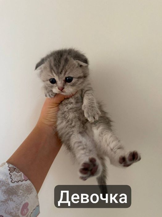 Шиншилла котенки / Shinshilla sotiladi