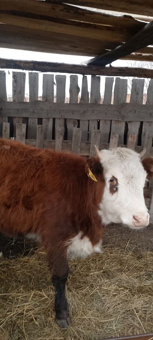 теленок продается