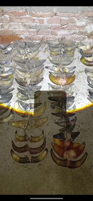 Рога от крави за маски