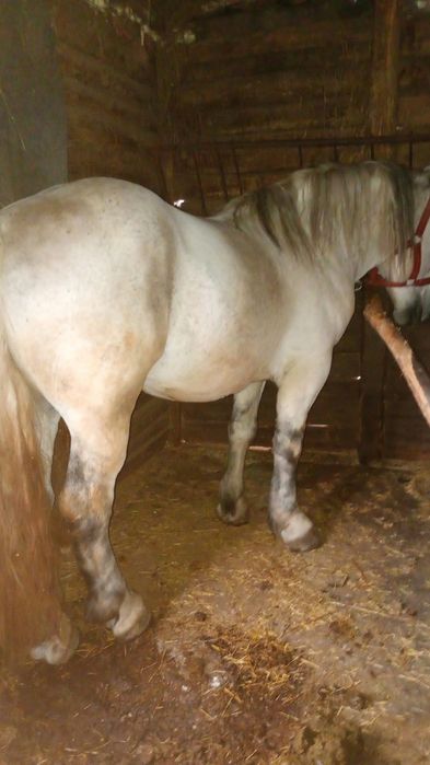 Vând armăsar bun frumos 7 ani se poate vedea doar in Alioș  mai multe detalii la Nr de Tell 0755681269