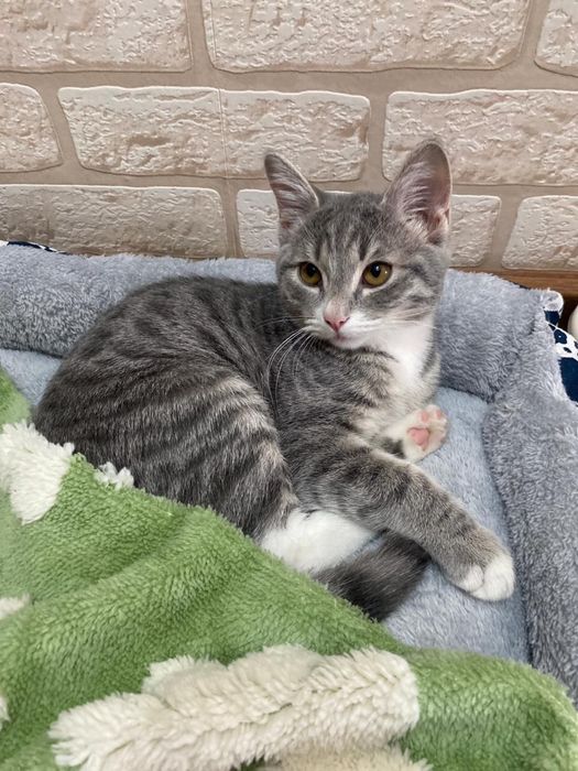 Мысық сатылады 20мын