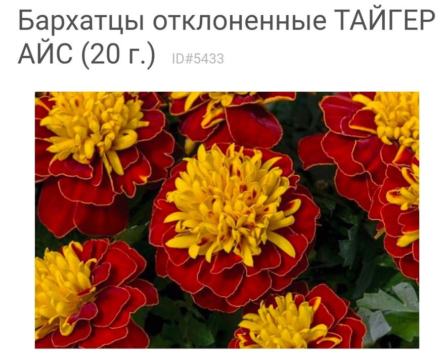 Продам рассаду бархатцев.