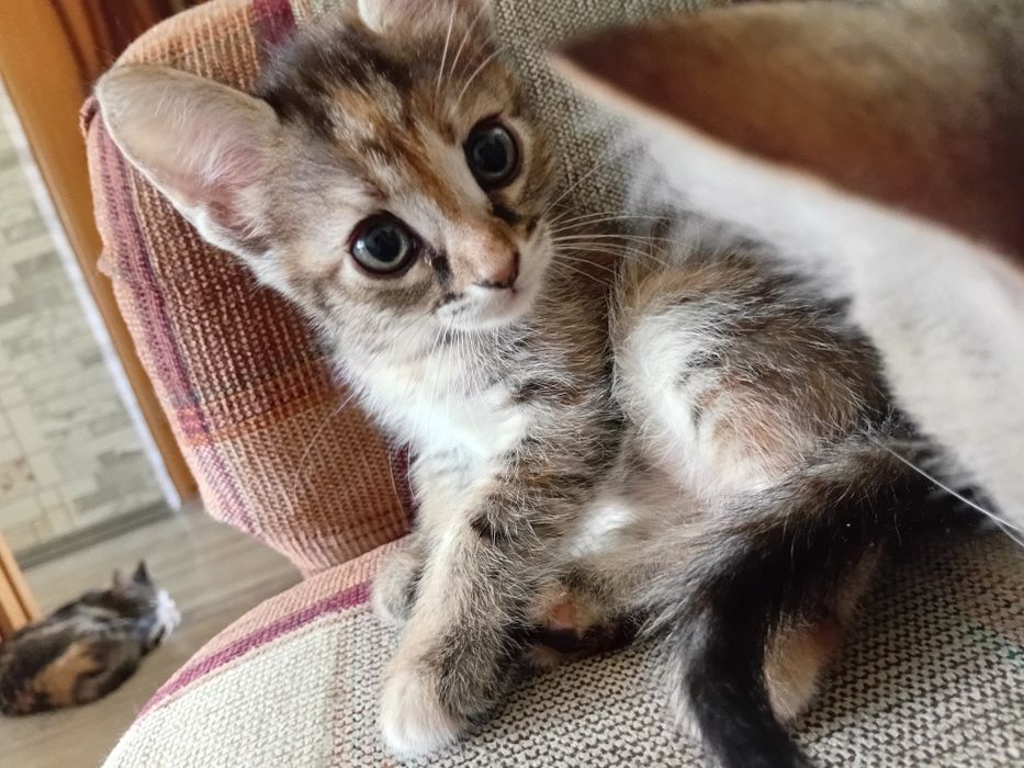Отдам котят в добрые руки