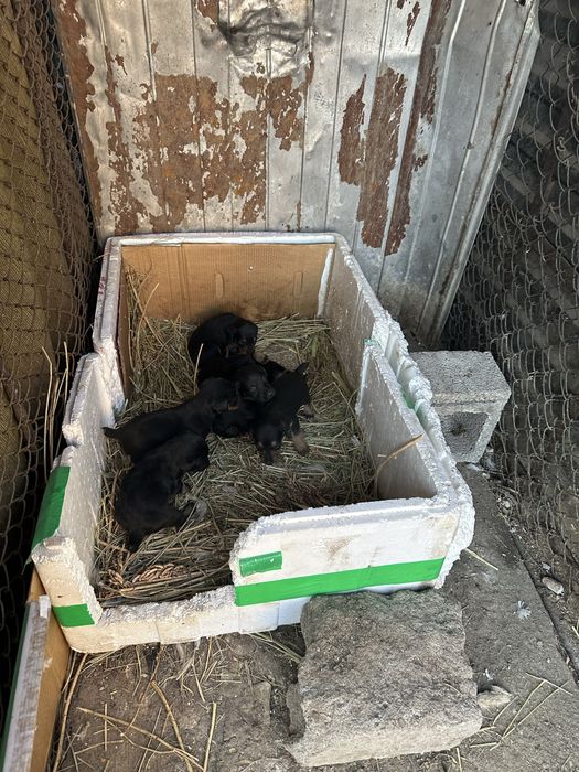 Продам щенков ягдтерьера