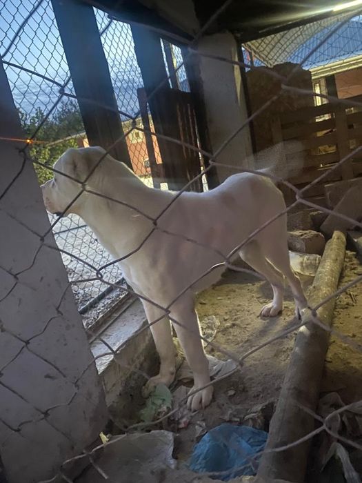 Пародия-Алабаи-жасы-2.5