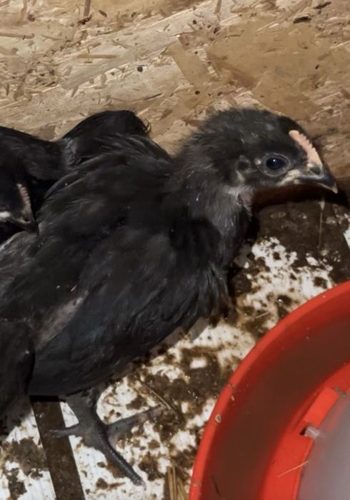 Pui Australop 30 zile