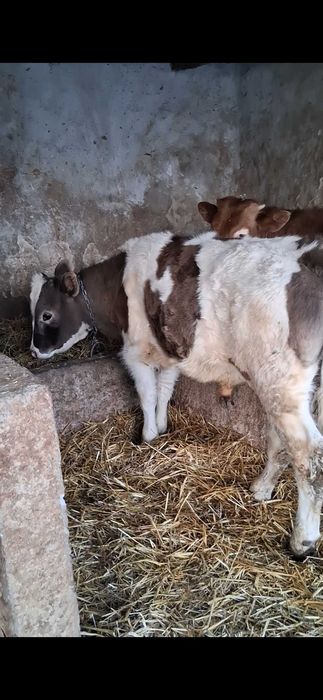 Vând doi tăurași rasă de Carne