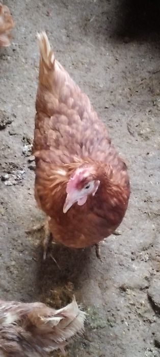 Puicuțe pentru ouă proaspete - 11 luni - Livrare rapidă