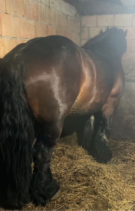 Un armasar ardenez de 2 ani