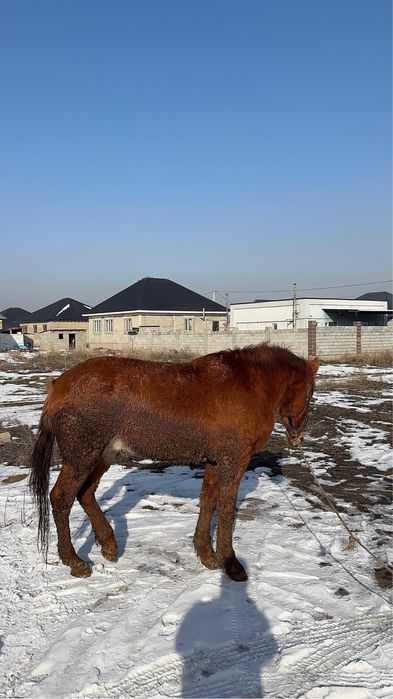 Жылқы. Семіз дөнен