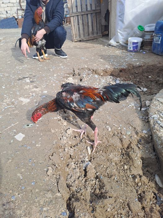 Бойцовский дакан