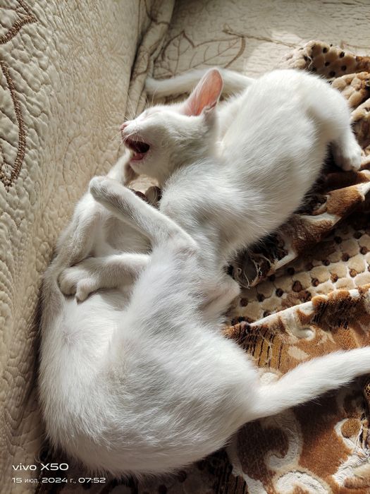 Отдам котят 4 месячных