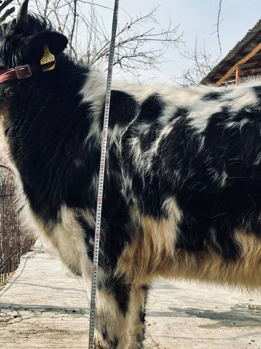 Хўнажин сотилади