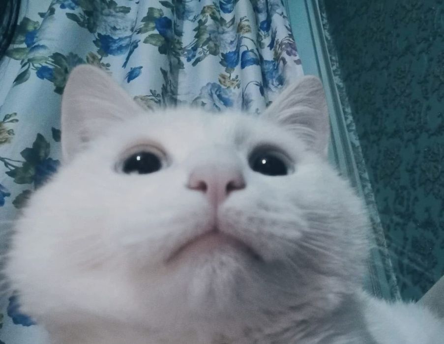 Мысық 1 жыл сатам ұл