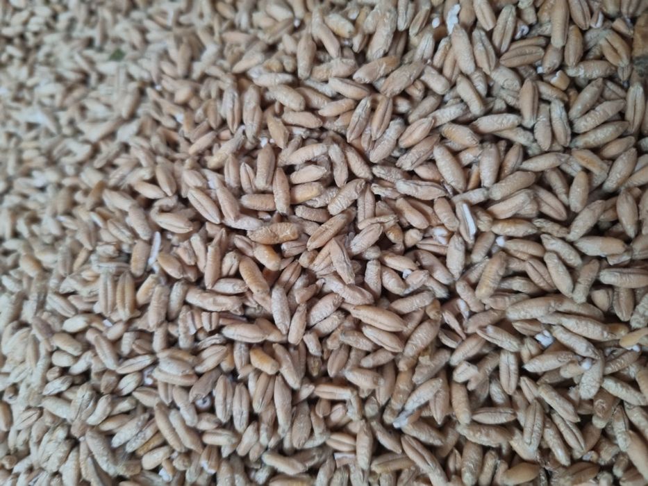 Porumb grâu și triticale