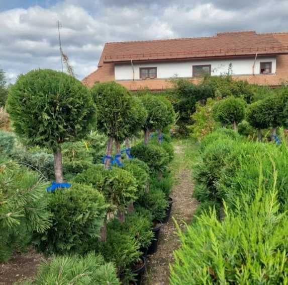 Plante Decorative de Exterior – Verzi pe Tot Parcursul Anului