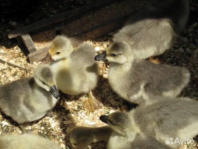 Цыплята бройлера кобб 500