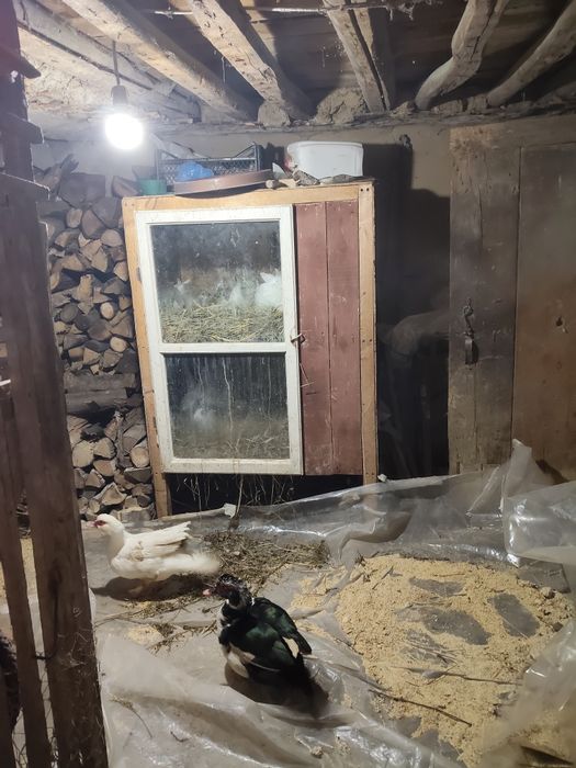 Cuști iepuri  . .