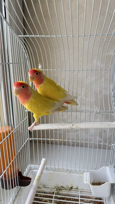 Попугаи-неразлучники с клеткой